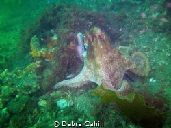 Hanging Out Sydney Octopus Sydney by Debra Cahill 
